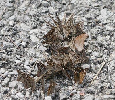 Hackberry Emperor