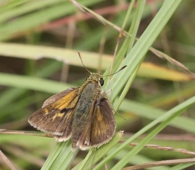 Crossline Skipper