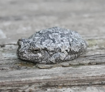 Gray Tree Frog