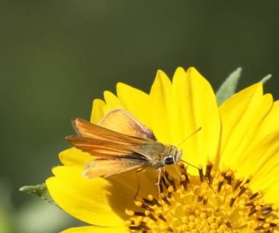 Orange Skipperling
