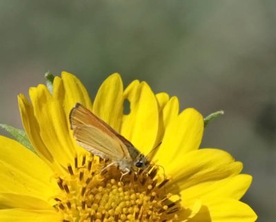 Orange Skipperling