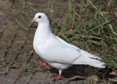 White Homing Pigeon