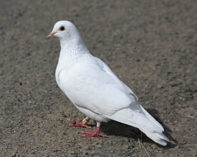 White Homing Pigeon