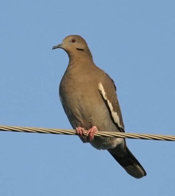 White-winged Dove