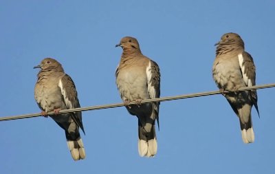 White-winged Dove