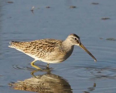Short-billed Dowitcher