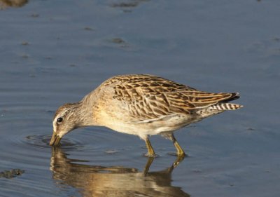 Short-billed Dowitcher