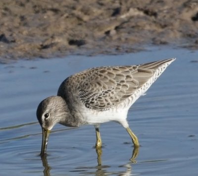 Short-billed Dowitcher