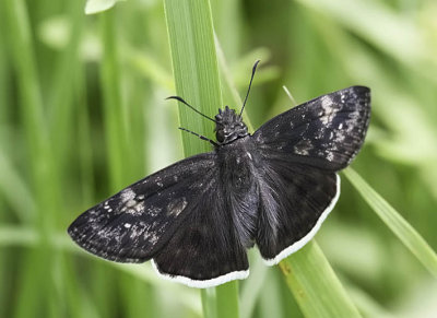 Funereal Duskywing