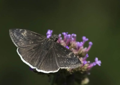Funereal Duskywing