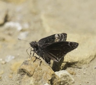 Wild Indigo Duskywing