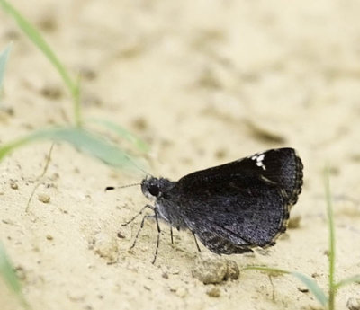 Common Roadside-Skipper