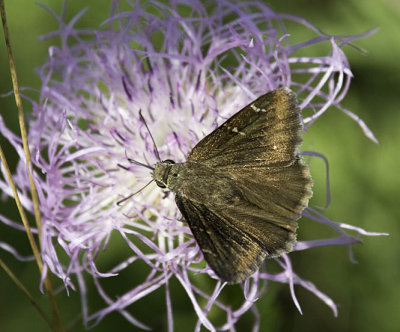 Confused Cloudywing