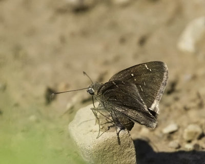 Confused Cloudywing