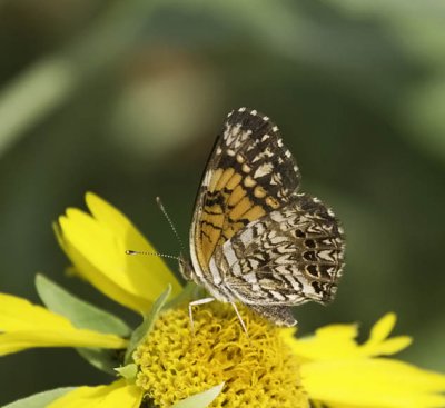 Gorgone Checkerspot