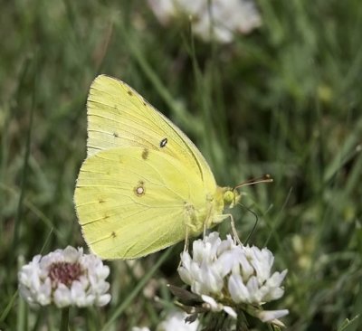 Clouded Sulphur