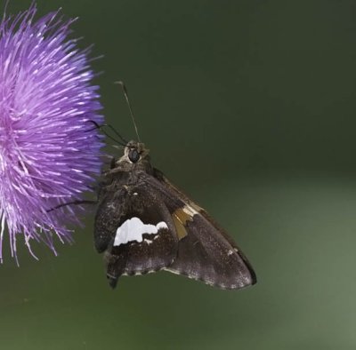Silver-Spotted Skipper