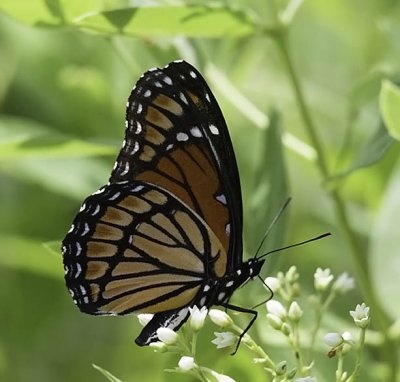 Viceroy