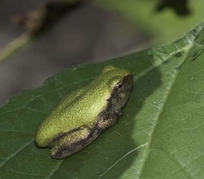 Gray Treefrog