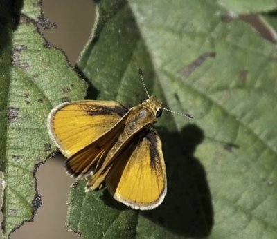 Orange Skipperling
