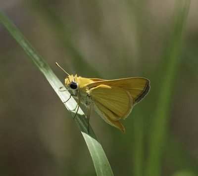 Orange Skipperling