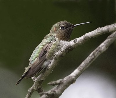 Anna's Hummingbird