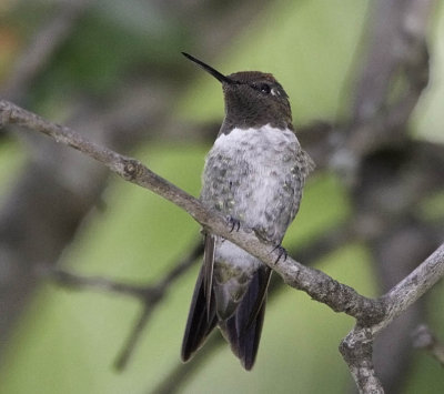 Anna's Hummingbird