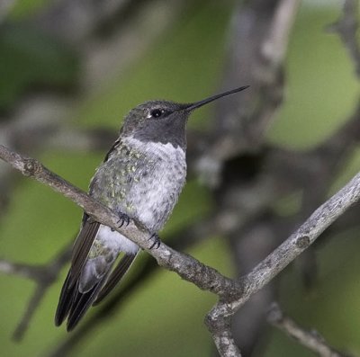 Anna's Hummingbird