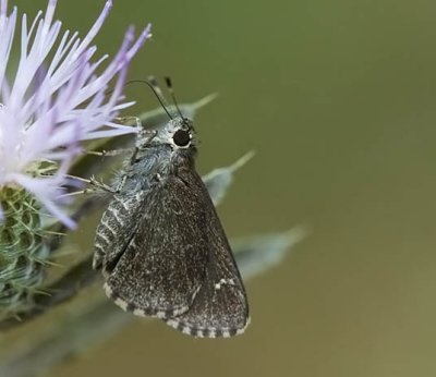 Commn Roadside-Skipper