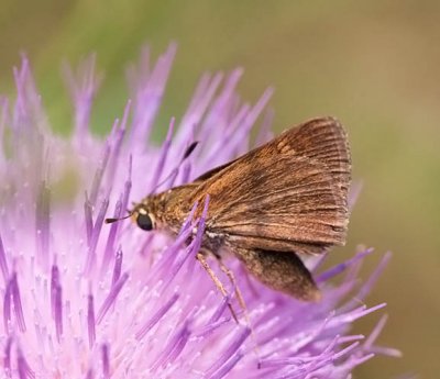 Crossline Skipper
