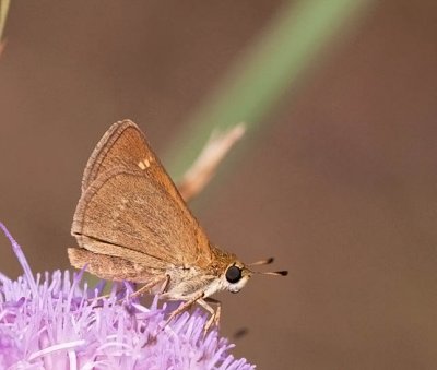 Crossline Skipper