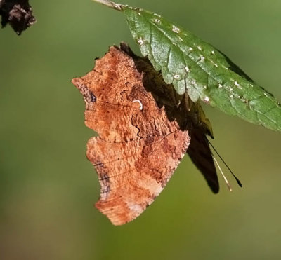 Eastern Comma