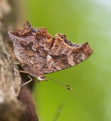 Eastern Comma