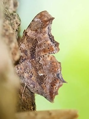 Eastern Comma