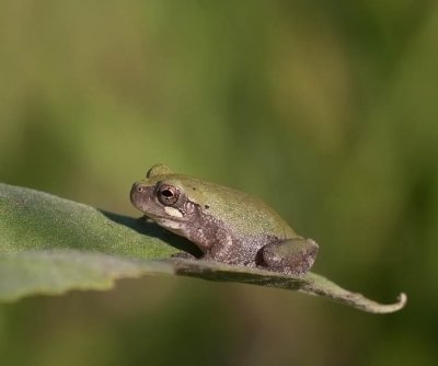 Cope's Gray Treefrog