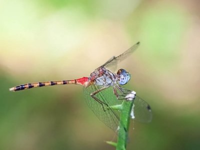 Blue-faced Meadowhawk