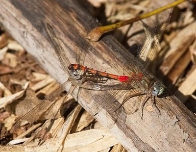 Blue-faced Meadowhawk