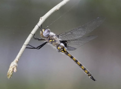 Common Baskettail