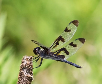 Banded Pennant