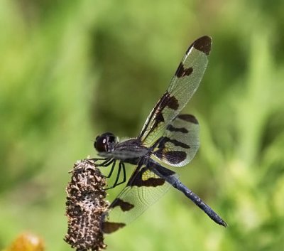 Banded Pennant