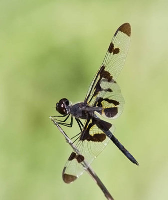 Banded Pennant