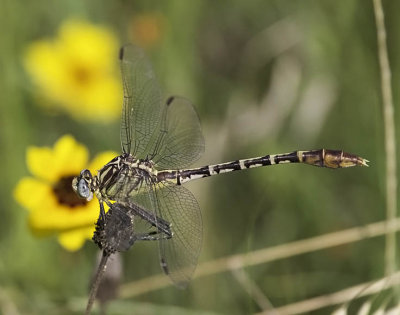 Flag-tailed Spinyleg