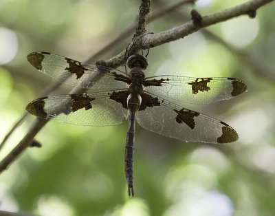 Prince Baskettail