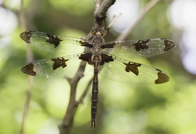 Prince Baskettail