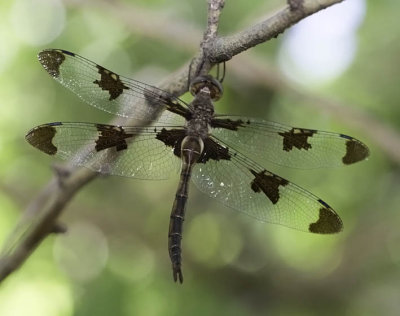 Prince Baskettail