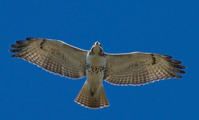 Red-tailed Hawk