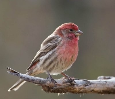 House Finch