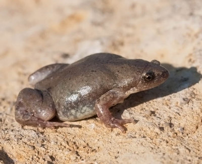Great Plains Narrow-mouthed Toad