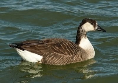 Canada Goose Hybrid