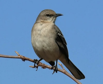 Northern Mockingbird